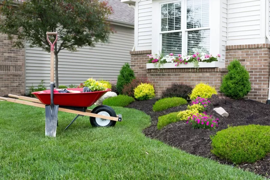 Planting-a-celosia-flower-garden-around-a-house